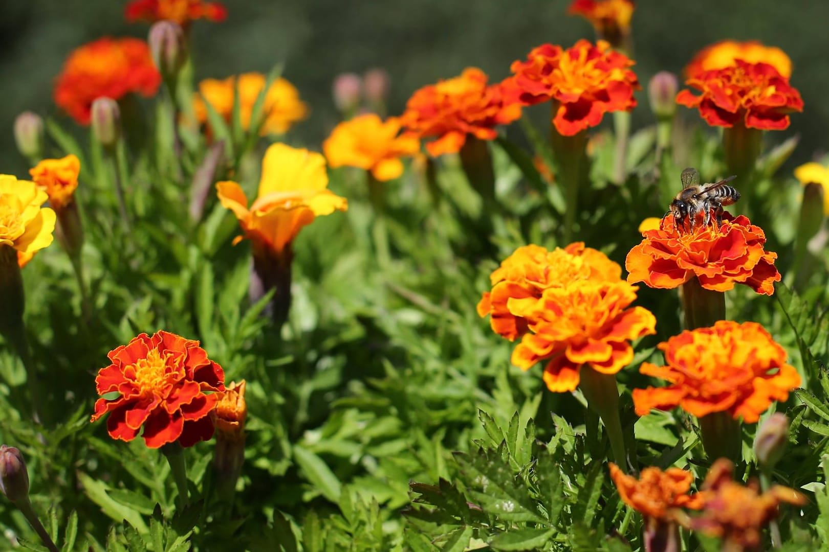 Tagetes: Auch unter dem Namen Studentenblume bekannt, gehört zu den beliebtesten Dauerblühern.