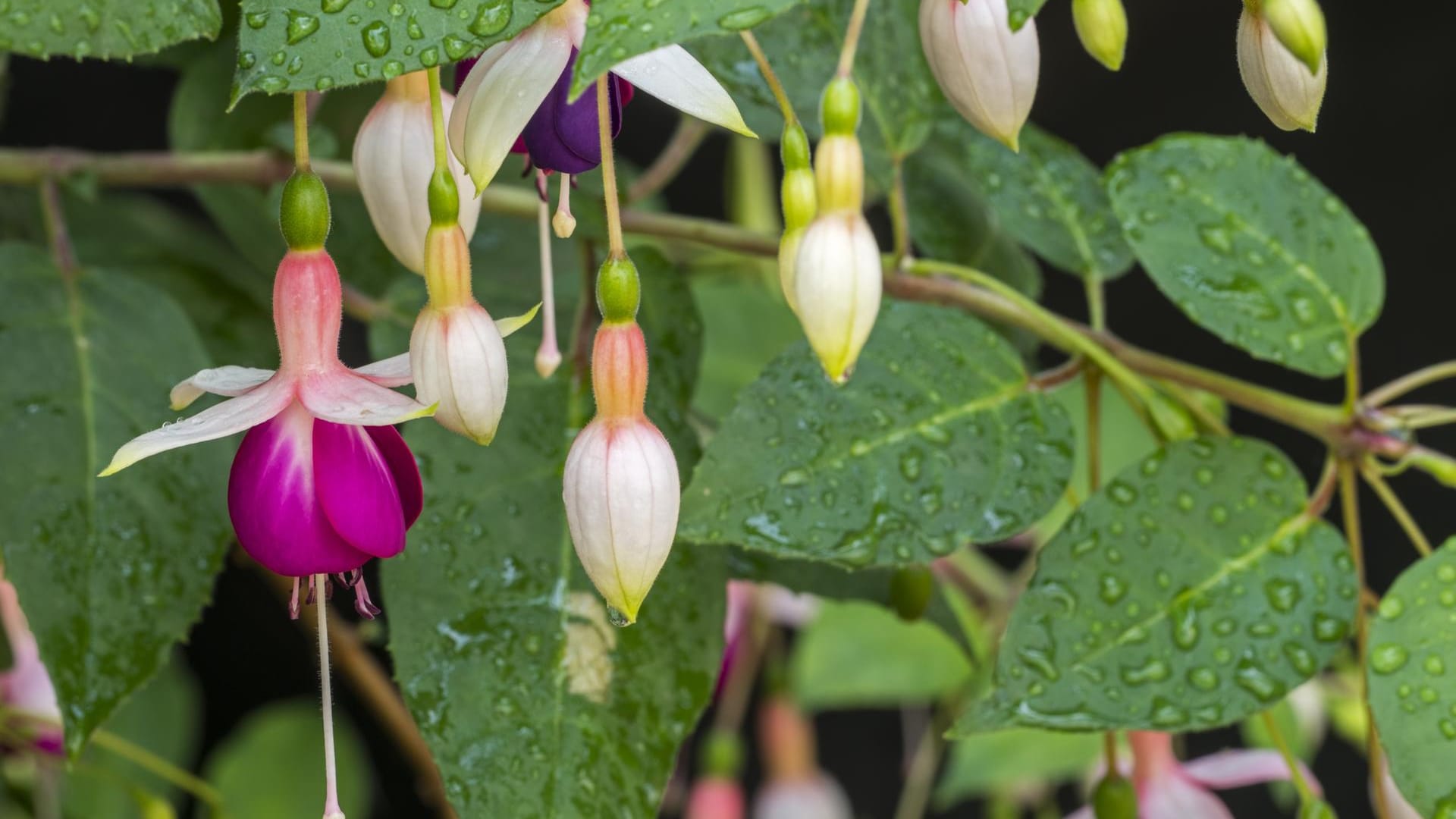 Fuchsie: Sie mag einen Nordbalkon, der nur wenig Sonne abbekommt.