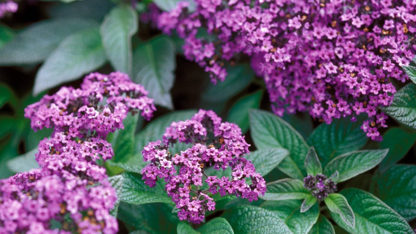 Vanilleblume: Die Balkonpflanze, hier violett blühend, bevorzugt lichten Halbschatten. Dunkler sollte der Standort allerdings sein.