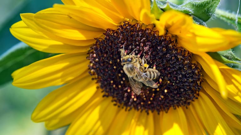 Sonnenblume: Die gelben Blumen liefern wichtigen Pollen und Nektar für die Bienen.