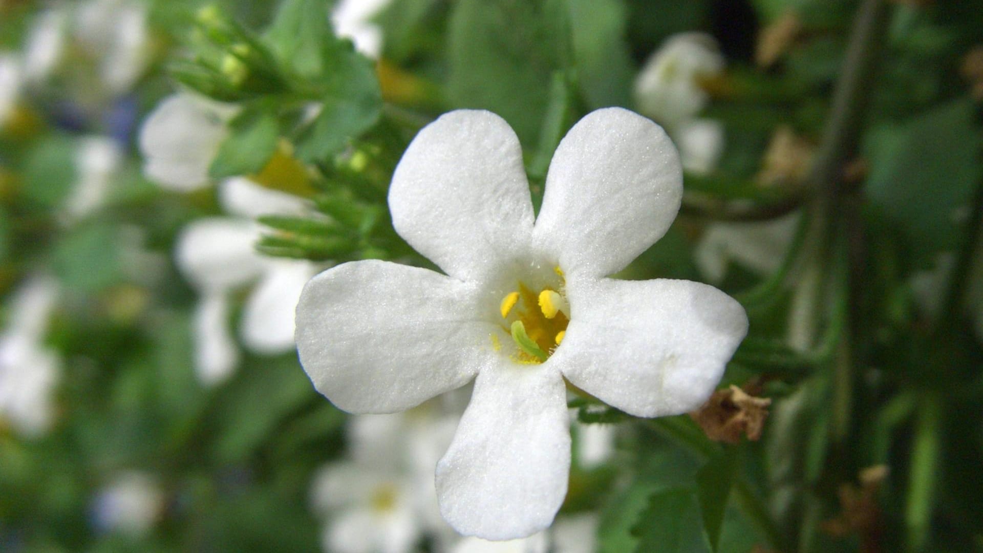 Schneeflockenblume: Sie gehört mit ihren weißen Blüten zu den bienenfreundlichen Balkonpflanzen.