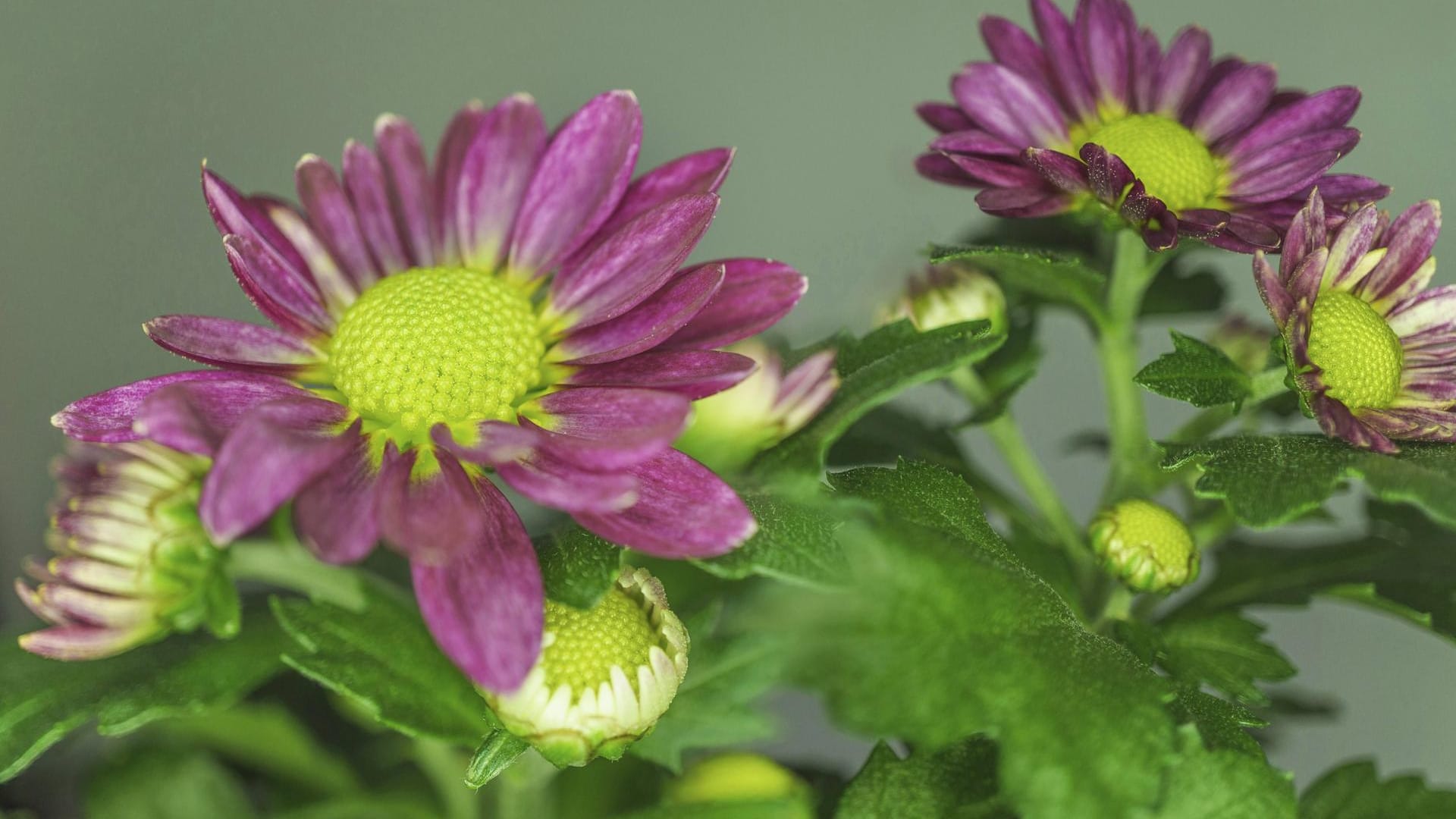 Garten-Chrysantheme: Auch bekannt unter dem Namen Winteraster, blüht sie bis zum ersten Frost.