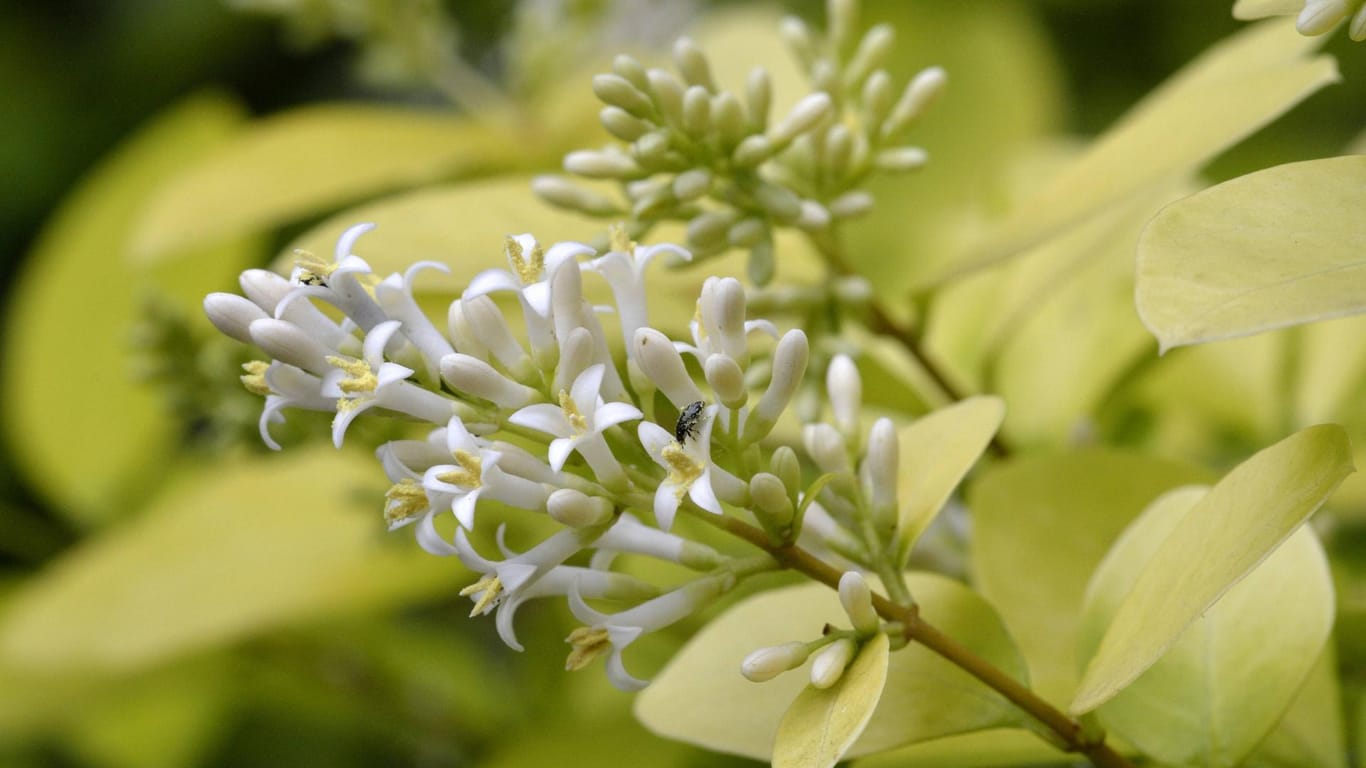Gewöhnlicher Liguster: Die kleinen, weißen Blüten erscheinen meist zwischen Juni und Juli an den Zweigspitzen.