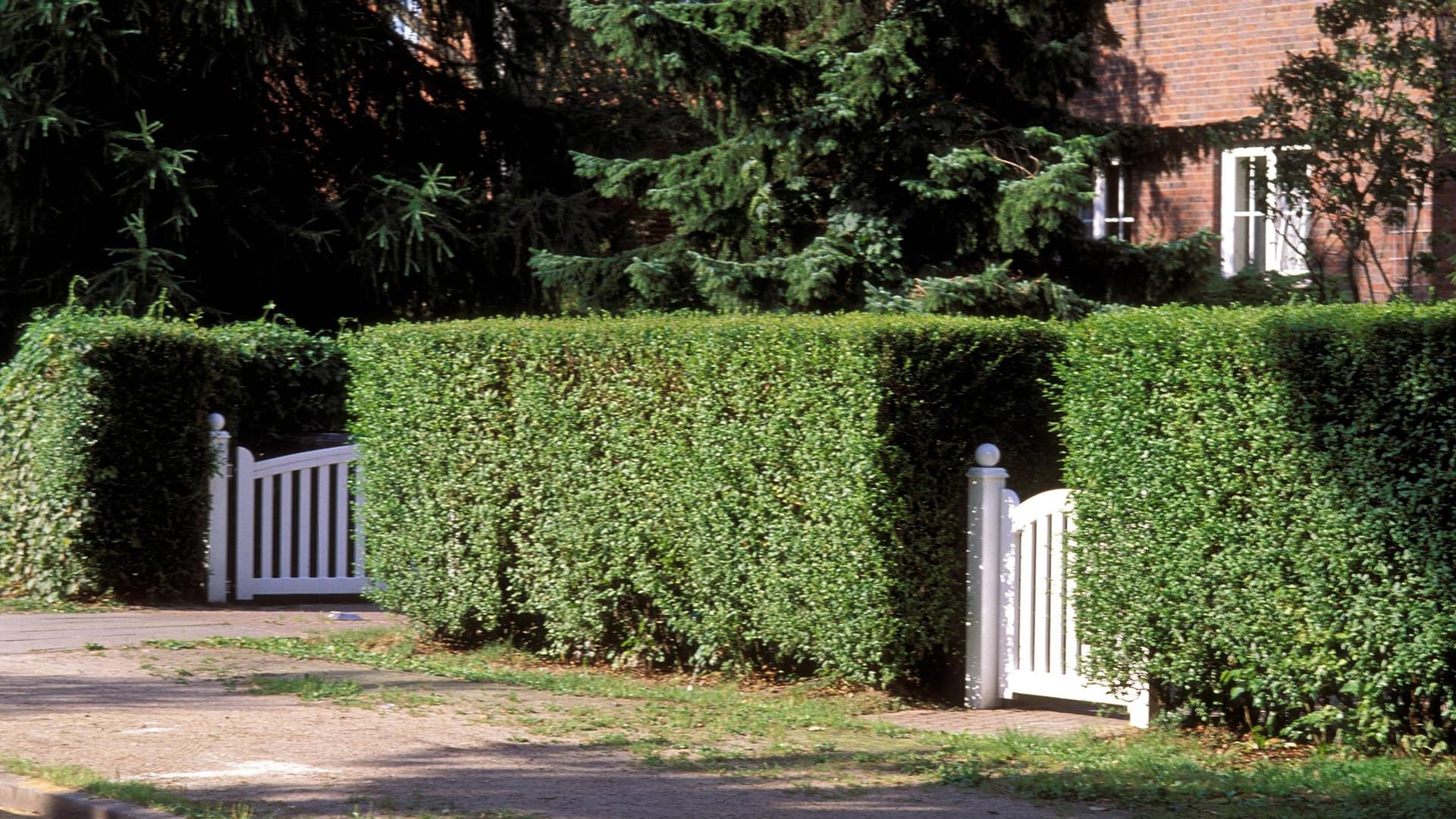 Liguster (Ligustrum vulgare): Er eignet sich hervorragend für Hecken von ein bis drei Metern Höhe.