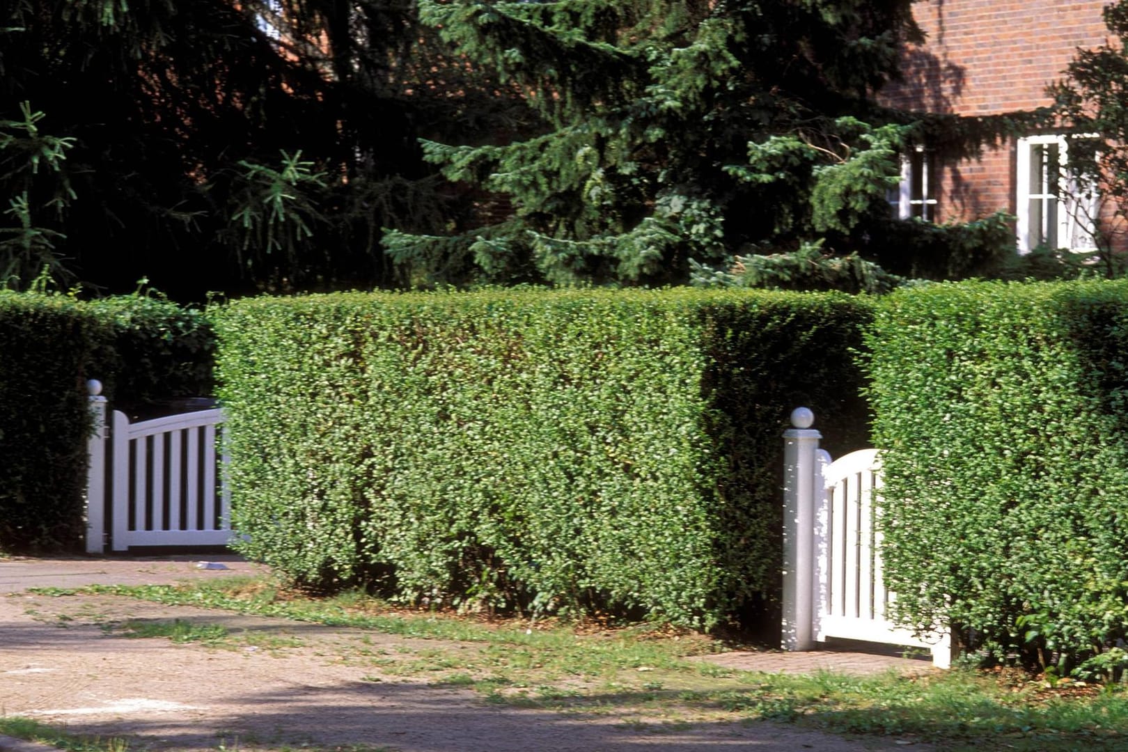 Liguster (Ligustrum vulgare): Er eignet sich hervorragend für Hecken von ein bis drei Metern Höhe.