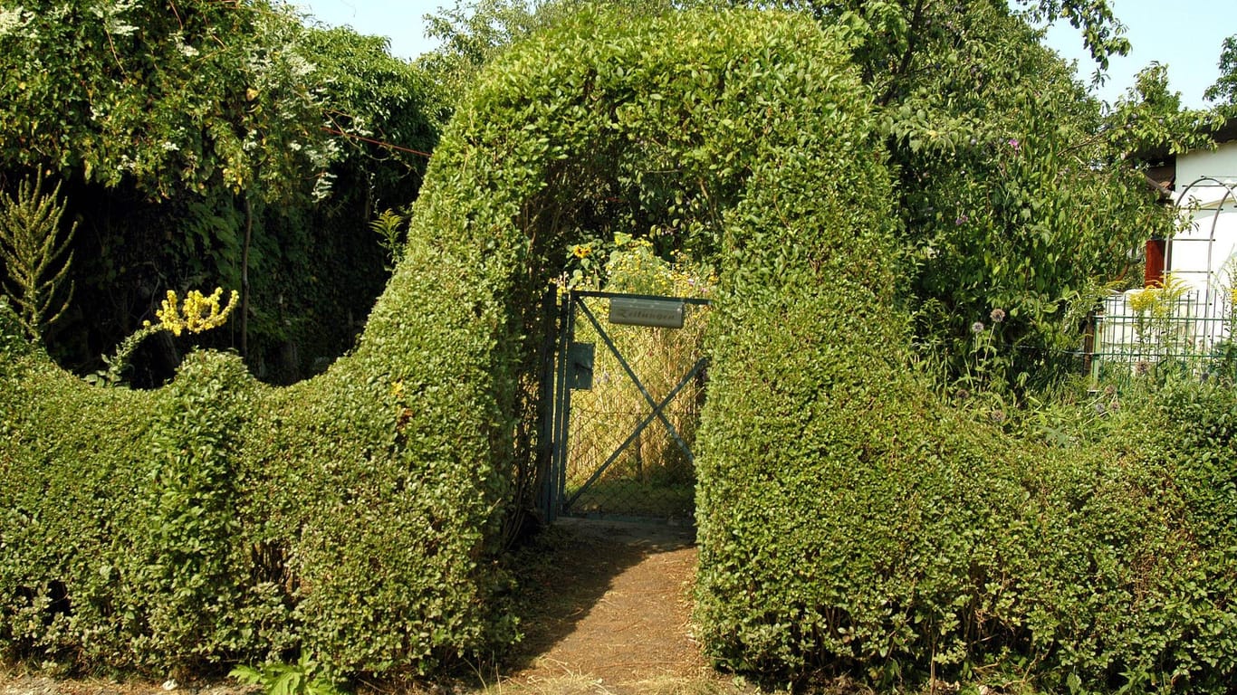 Geschnittene Ligusterhecke: Sie bietet sich als besonderer Eingang zum Kleingarten an.