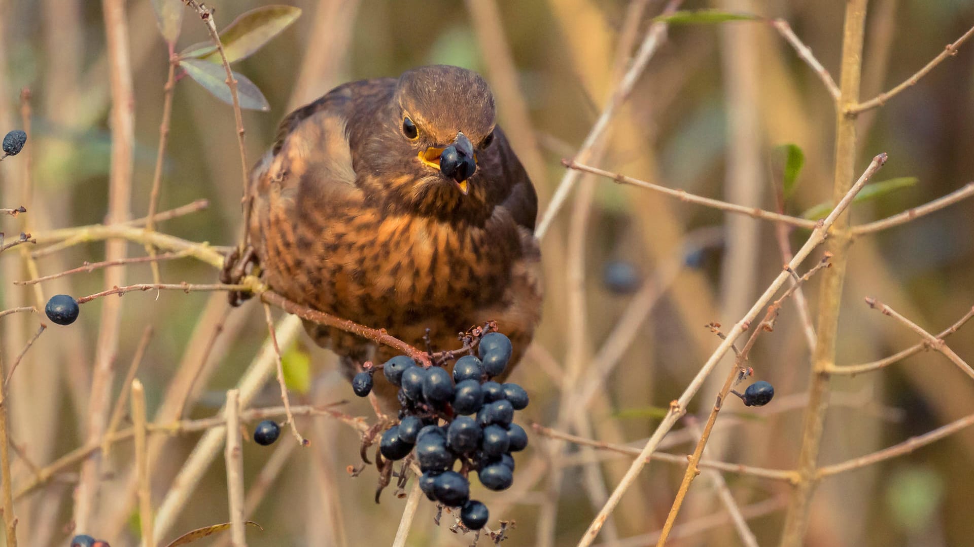 Amsel-Weibchen frisst an Ligusterbeeren: Die Früchte der Hecke werden im Winter von Vögeln als Nahrung geschätzt.