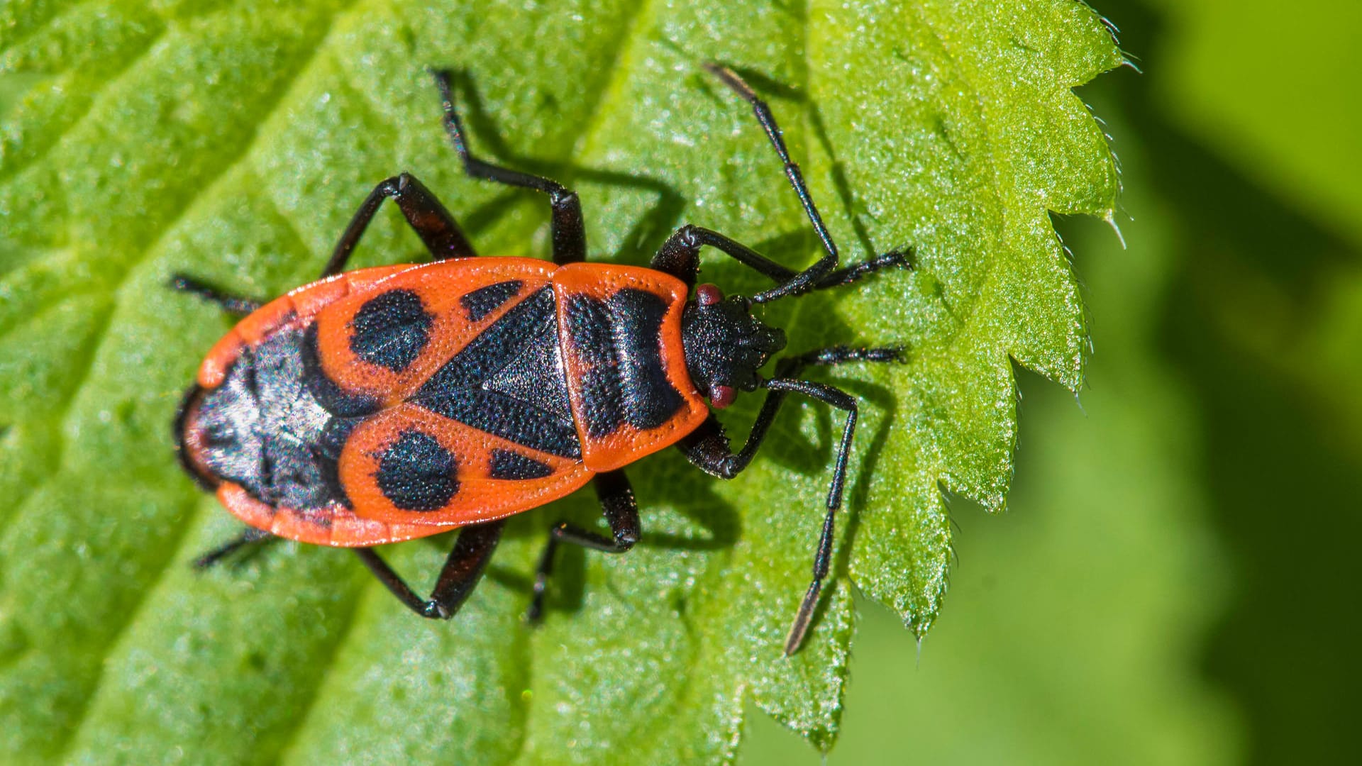 Feuerwanze (Pyrrhocoris apterus): Sie ist leicht an ihrem Panzer mit schwarzen Dreiecken, Strichen und Punkten zu erkennen.