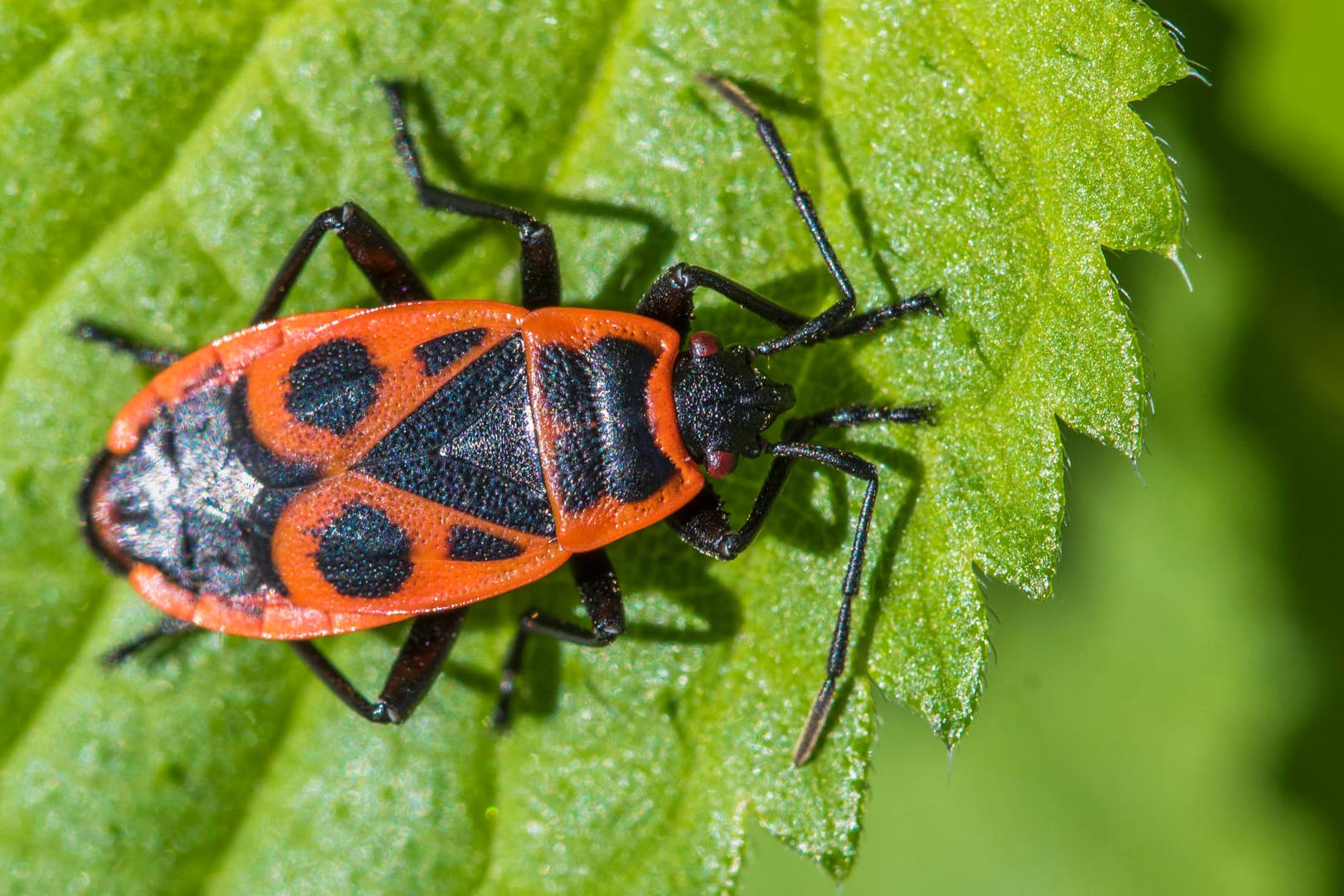 Feuerwanze (Pyrrhocoris apterus): Sie ist leicht an ihrem Panzer mit schwarzen Dreiecken, Strichen und Punkten zu erkennen.