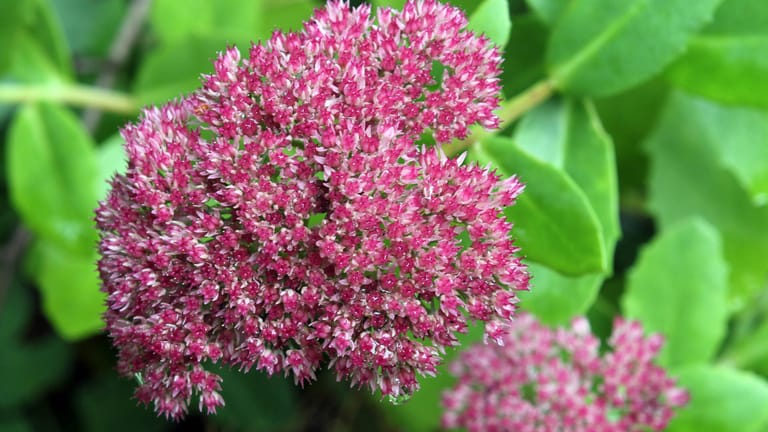 Fetthenne (Sedum): Dank ihrer prächtigen Blüten ist sie eine bienenfreundliche Garten- und Balkonflanze.