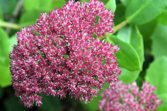 Fetthenne (Sedum): Dank ihrer prächtigen Blüten ist sie eine bienenfreundliche Garten- und Balkonflanze.