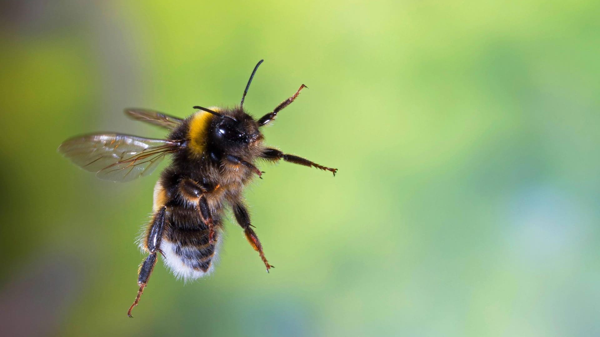 Erdhummel (Bombus terrestris): Sie ist die wohl auffälligste und bekannteste Hummelart.