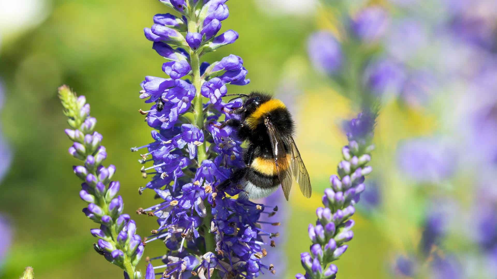 Erdhummel (Bombus terrestris): Mit ihrem Beißwerkzeug kann sie geschlossene Blüten öffnen.