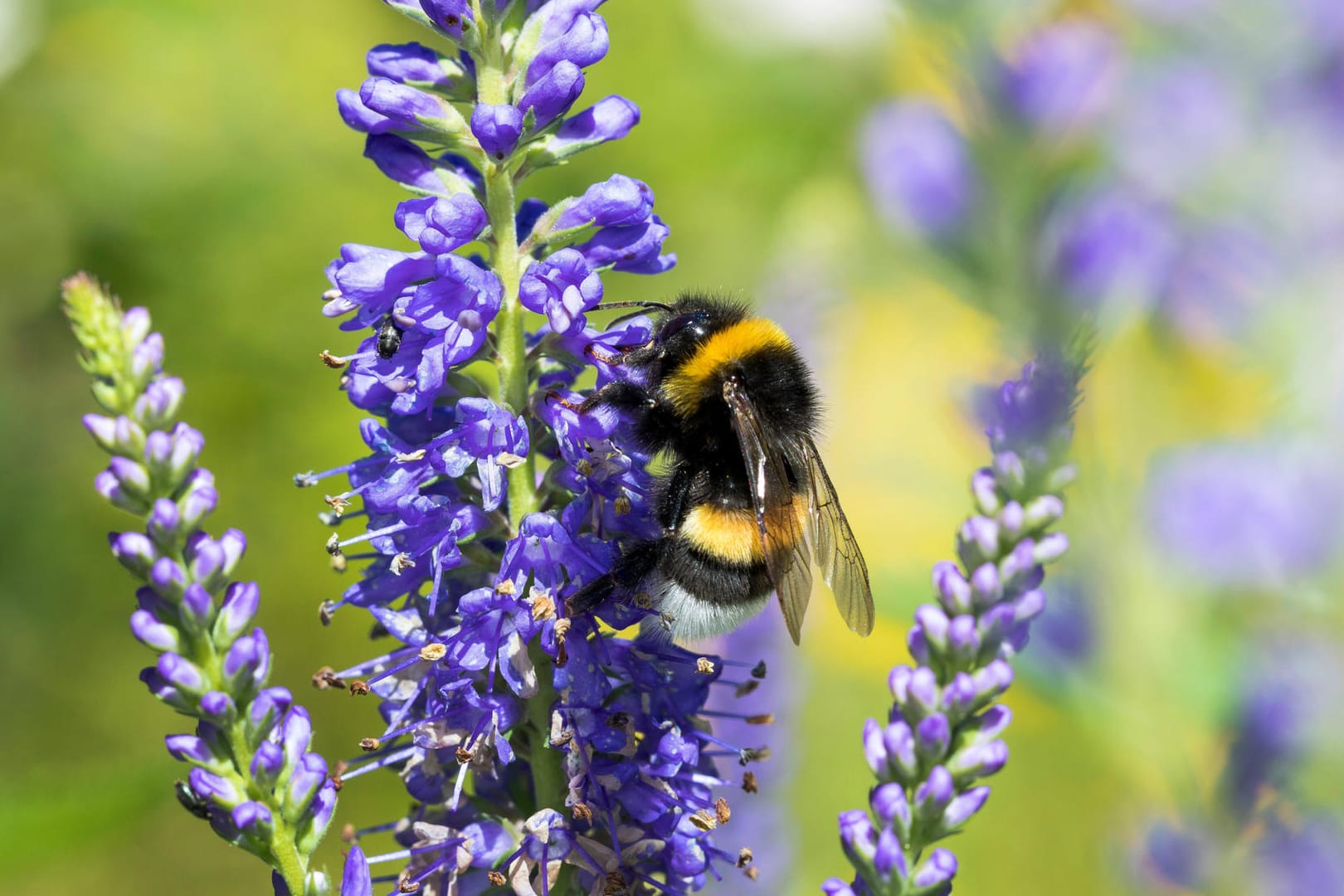 Erdhummel (Bombus terrestris): Mit ihrem Beißwerkzeug kann sie geschlossene Blüten öffnen.