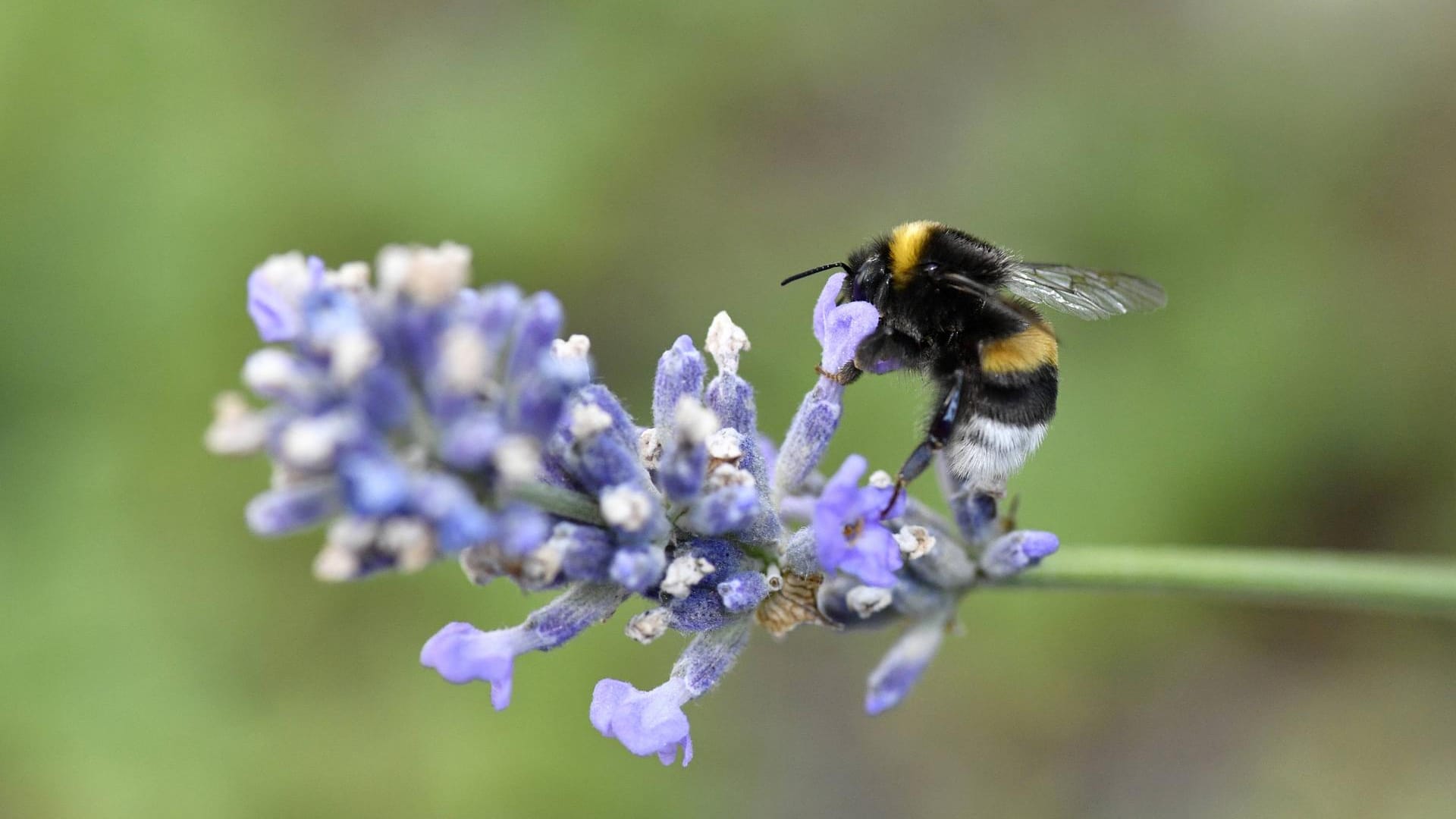 Dunkle Erdhummel (Bombus terrestris): Sie nascht gern vom nektarreichen Lavendel.