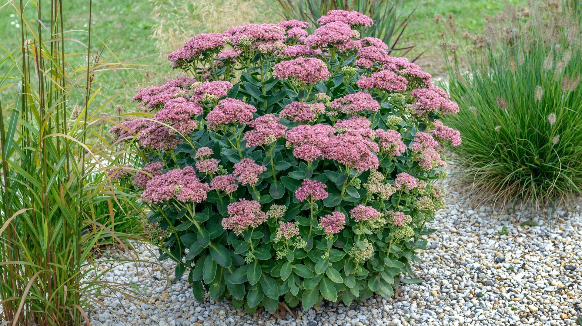 Fetthenne (Sedum): Die Sorte 'Herbstfreude' punktet mit ihren rotgefärbten, gewölbten Blütenständen.