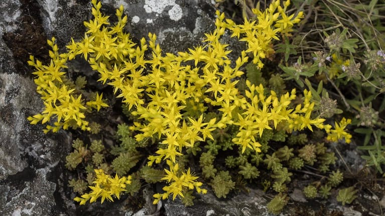 Milder Mauerpfeffer (Sedum sexangulare): Er ist eine dankbare Pflanze mit prächtig gelben Blüten.