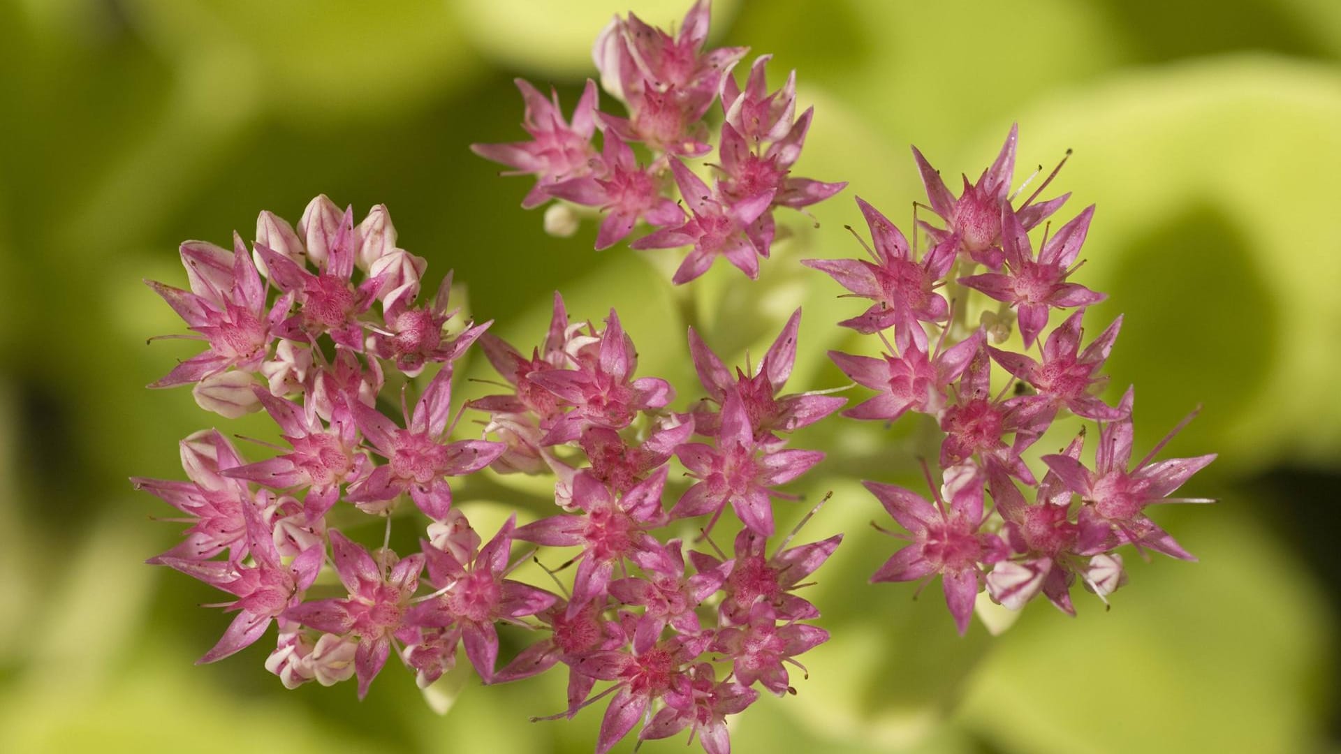 Purpur-Fetthenne (Sedum telephium): Die Herbststaude blüht von August bis Oktober.