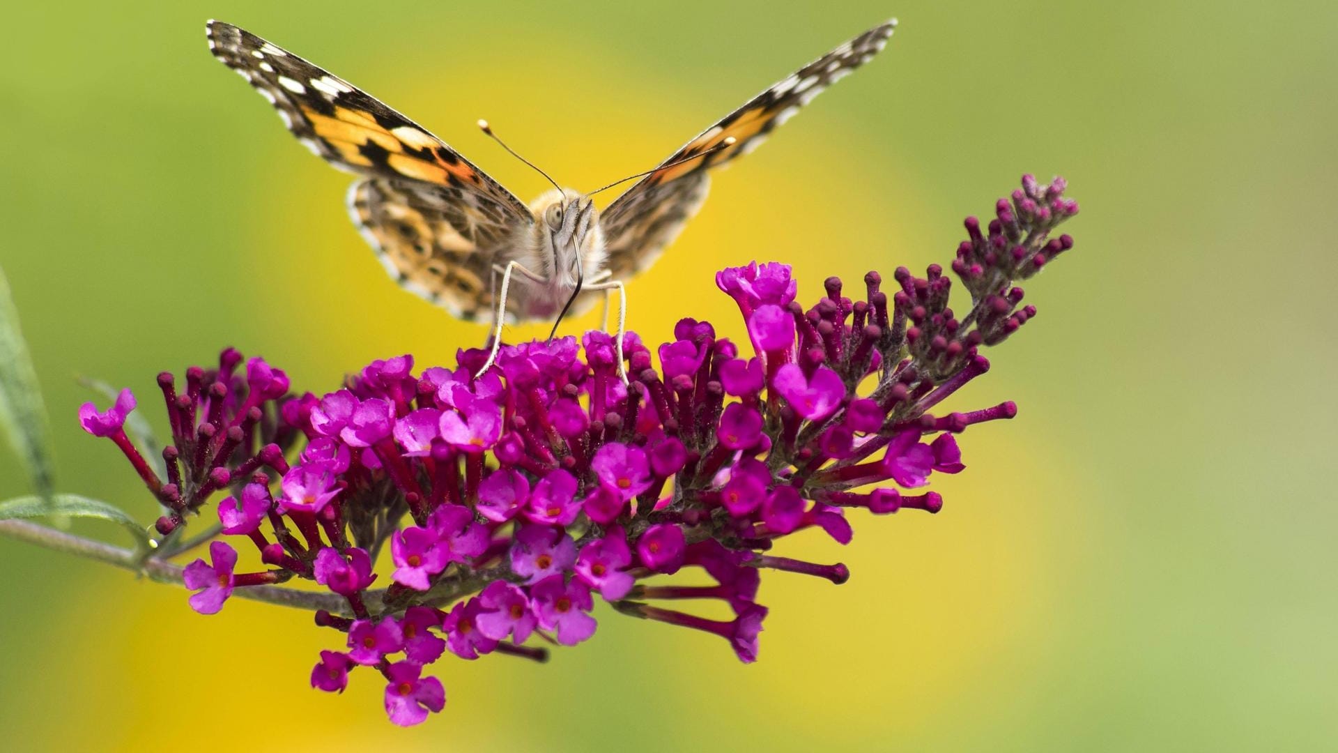 Distelfalter (Vanessa cardui) auf Sommerflieder (Buddleja davidii): Der Falter mag den blütenreichen Strauch.