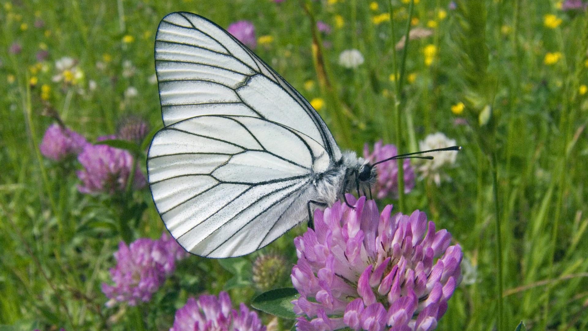 Baum-Weissling (Aporia crataegi) auf Rotklee (Trifolium pratense): Der Falter nascht gern an dem Heilkraut, das auch Wiesenklee genannt wird.