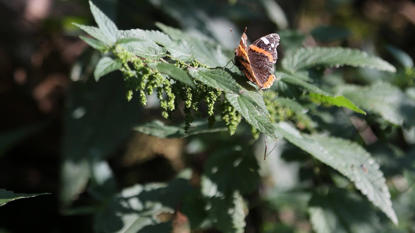 Admiral (Vanessa atalanta) auf einer Brennnessel (Urtica): Auch geschlüpfte Schmetterlinge mögen die Heilpflanze.