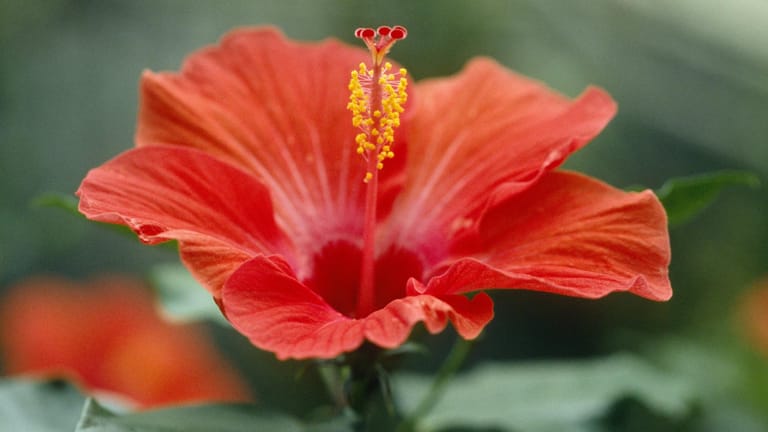Chinesischer Rosen-Eibisch (Hibiscus rosa-sinensis): Er fasziniert mit farbenprächtigen Blüten.
