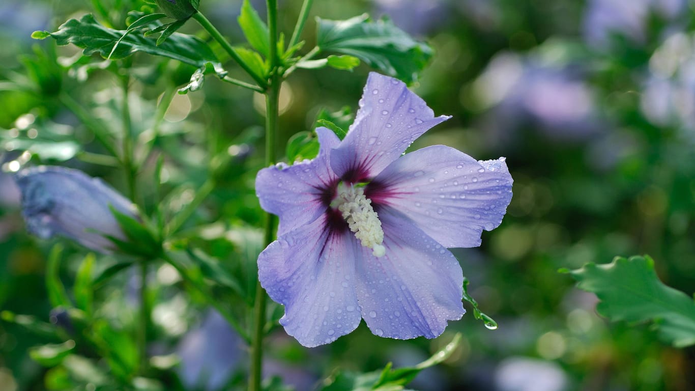 Hibiscus 'Blue Bird': Diese Sorte hat große, blau-violette, trompetenförmige Blüten.