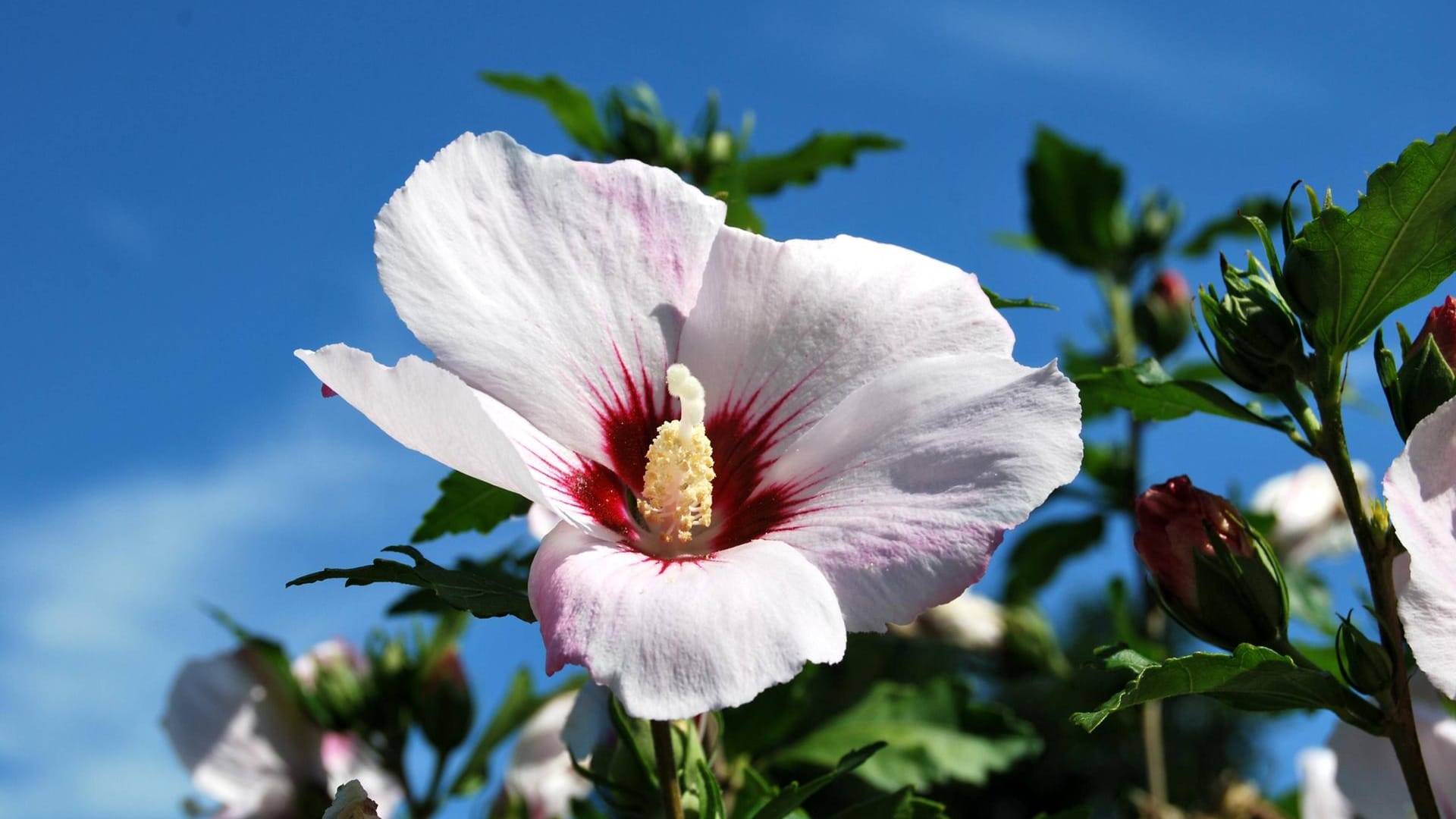 Hibiscus 'Red Heart': Eine sehr robuste Sorte mit großen, einfachen, weißen Blüten und roter Blütenmitte.