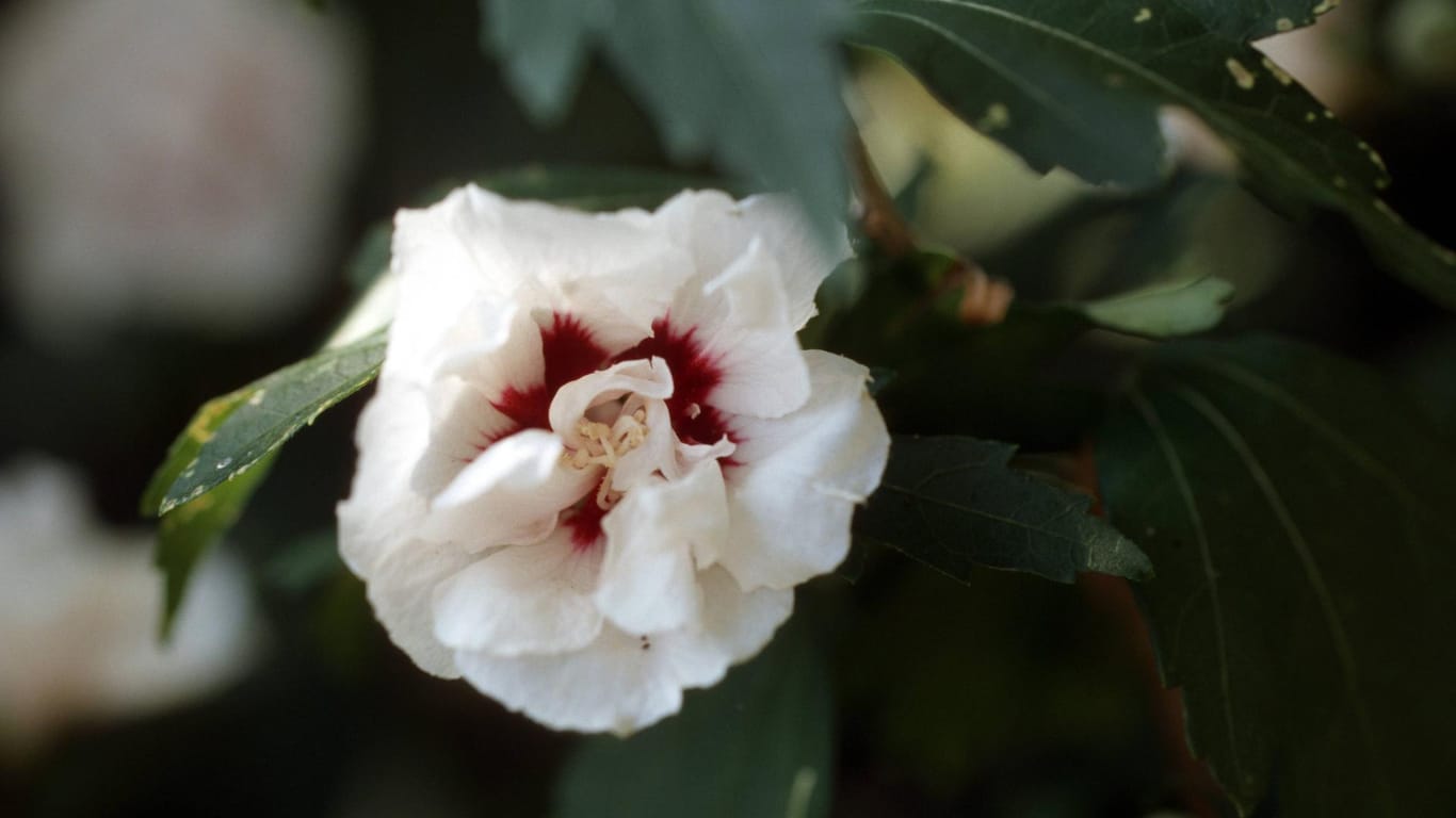 Hibiscus 'Speciosus': Diese dicht gefüllte Sorte blüht von Juni bis September.