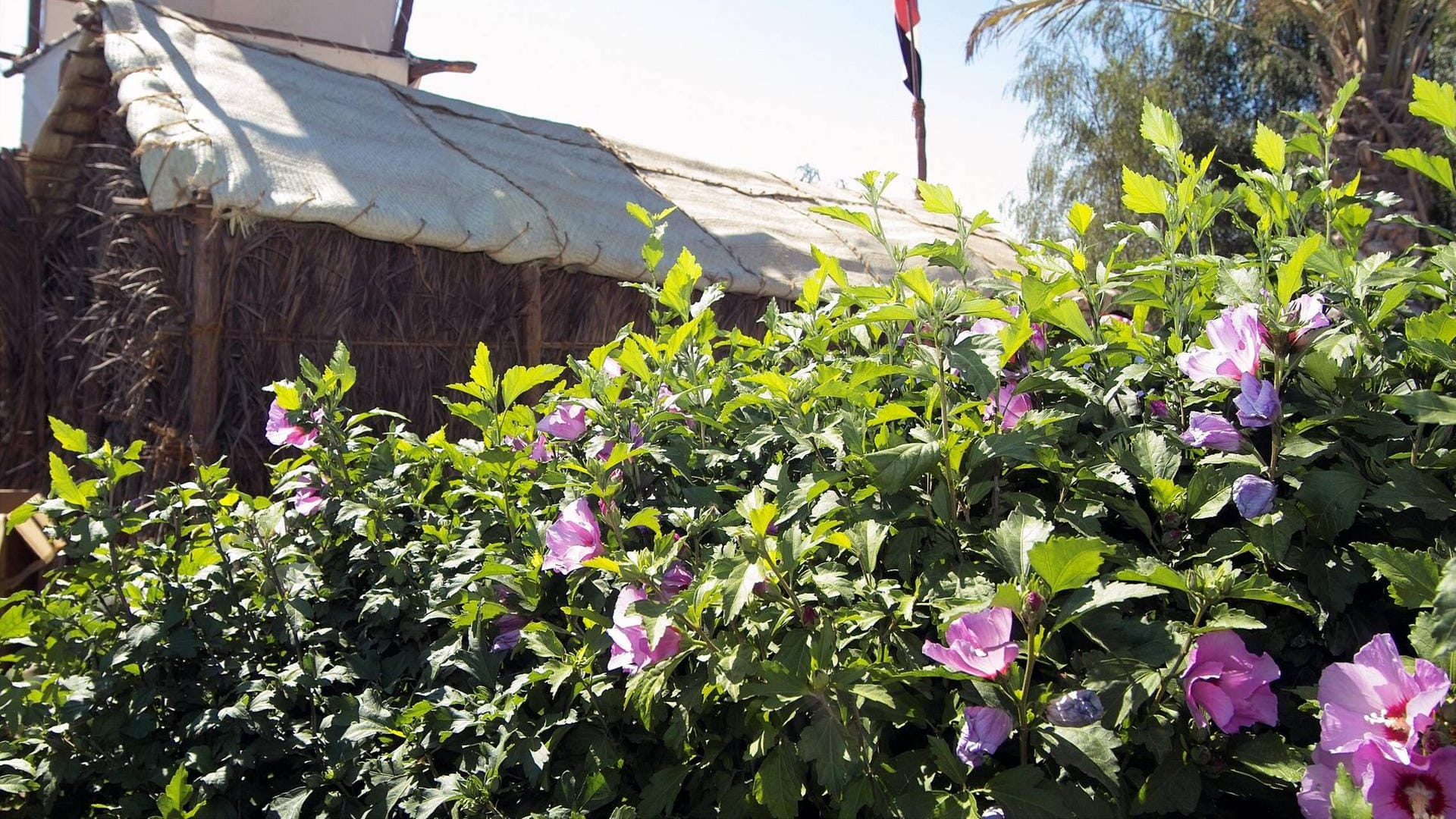 Hecke mit blühendem Hibiskus: Im Sommer bietet sie grünen Sichtschutz.