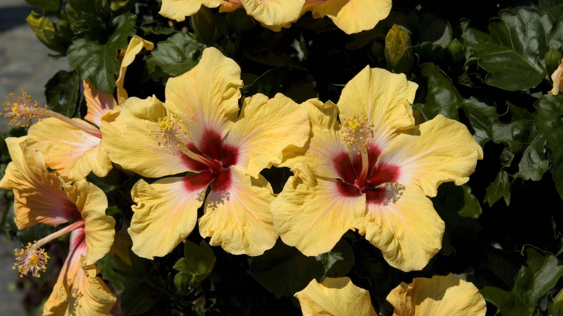 Chinesischer Rosen-Eibisch (Hibiscus rosa-sinensis): Seine großen Trichterblüten gibt es auch in Gelb.