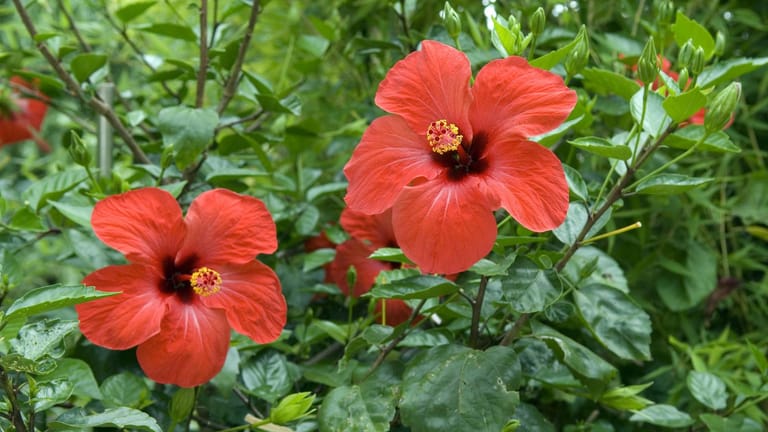 Chinesischer Rosen-Eibisch (Hibiscus rosa-sinensis): Das flammende Rot der Blüten ist bei Hobbygärtnern sehr beliebt.