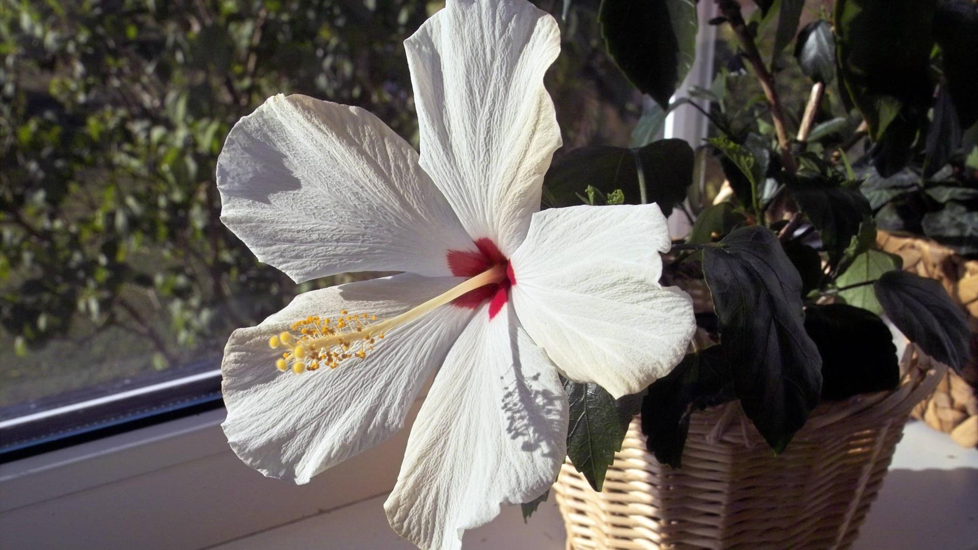 Chinesischer Rosen-Eibisch (Hibiscus rosa-sinensis): Er überwintert gern hell und kühl.