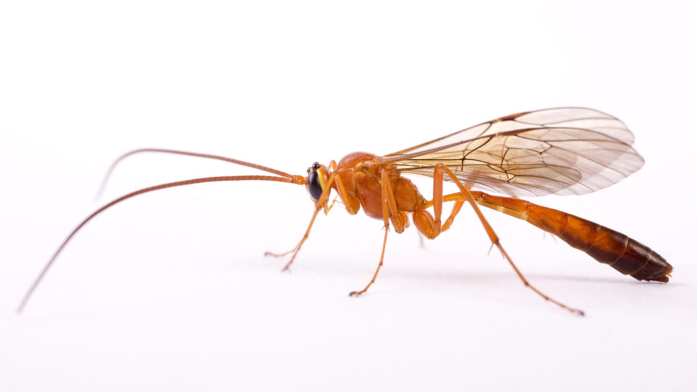 Schlupfwespe (Ichneumonidae): Schlupfwespen sind die natürlichen Gegenspieler von Eichenprozessionsspinnern.