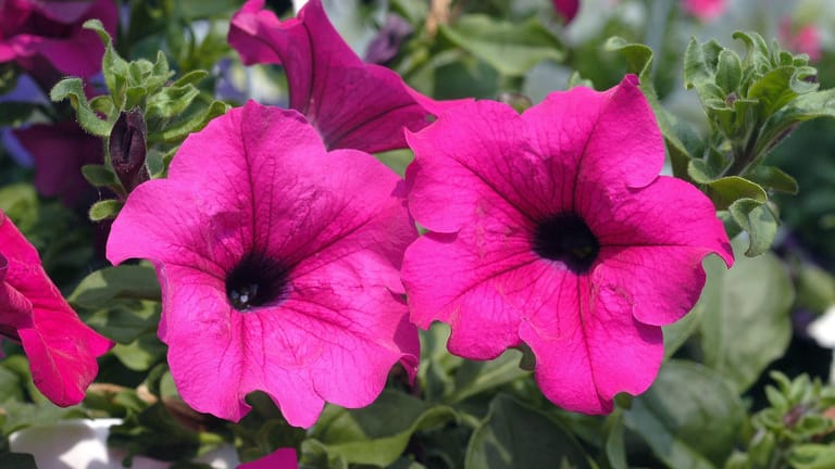 Petunien (Petunia-Hybride): Charakteristisch sind ihre trompetenförmigen Blüten in kräftigen Farben.