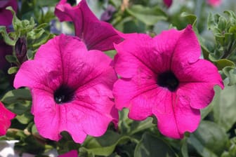 Petunien (Petunia-Hybride): Charakteristisch sind ihre trompetenförmigen Blüten in kräftigen Farben.