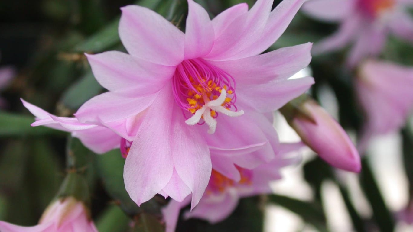 Osterkaktus (Hatiora graeseri): Seine Blüten sind sternförmig.