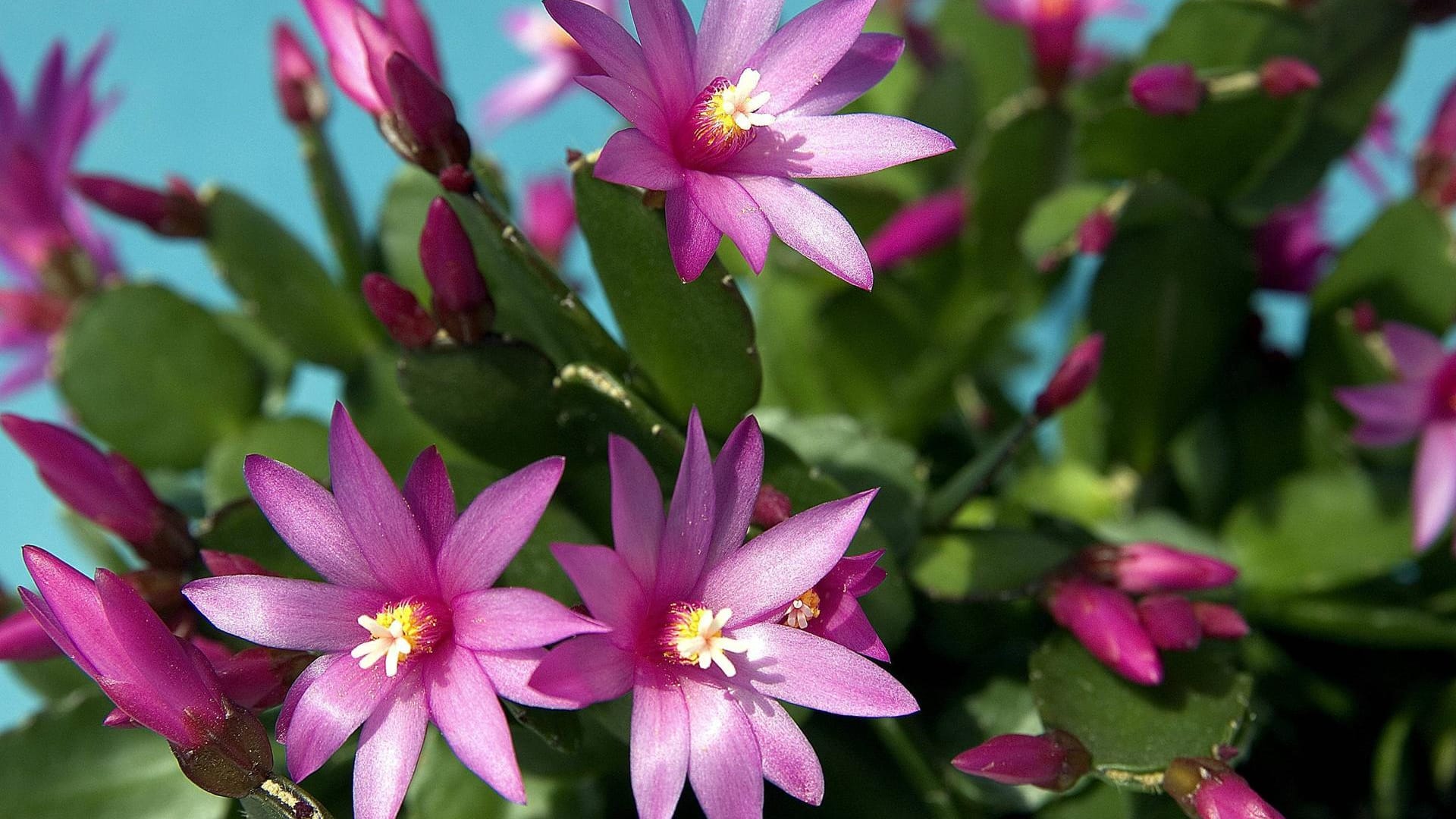 Osterkaktus (Hatiora graeseri): Seine Blüten sind nur tagsüber geöffnet und schließen sich nachts.