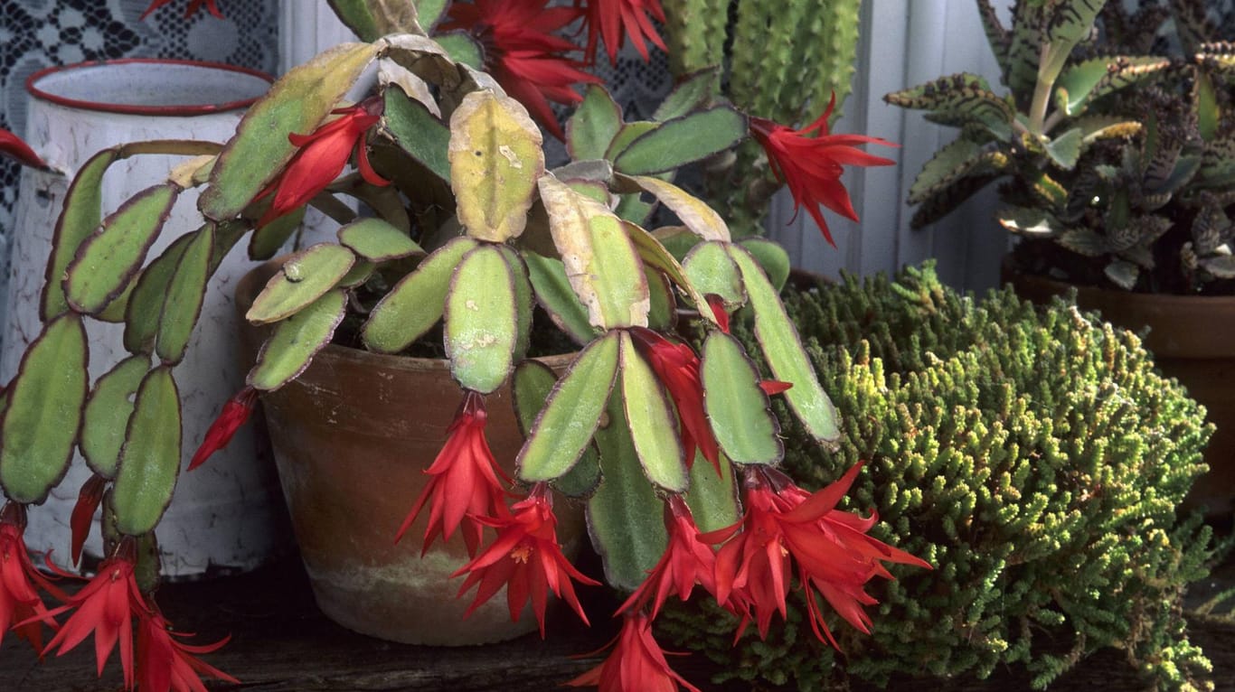 Osterkaktus (Hatiora graeseri): Ein älteres Exemplar mit roten, sternförmigen Blüten.