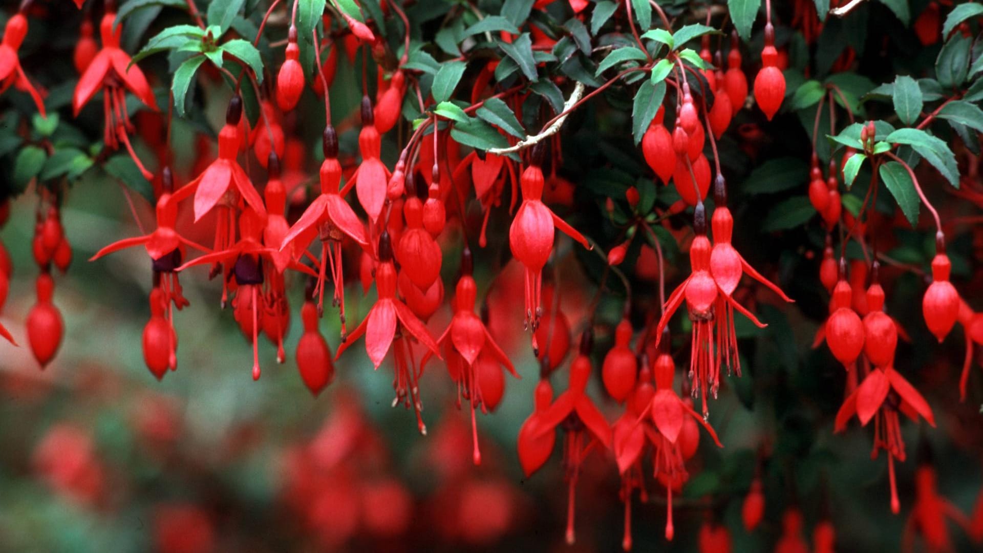 Fuchsie (Fuchsia): Das Farbspektrum reicht von violett über rot und rosa bis weiß.