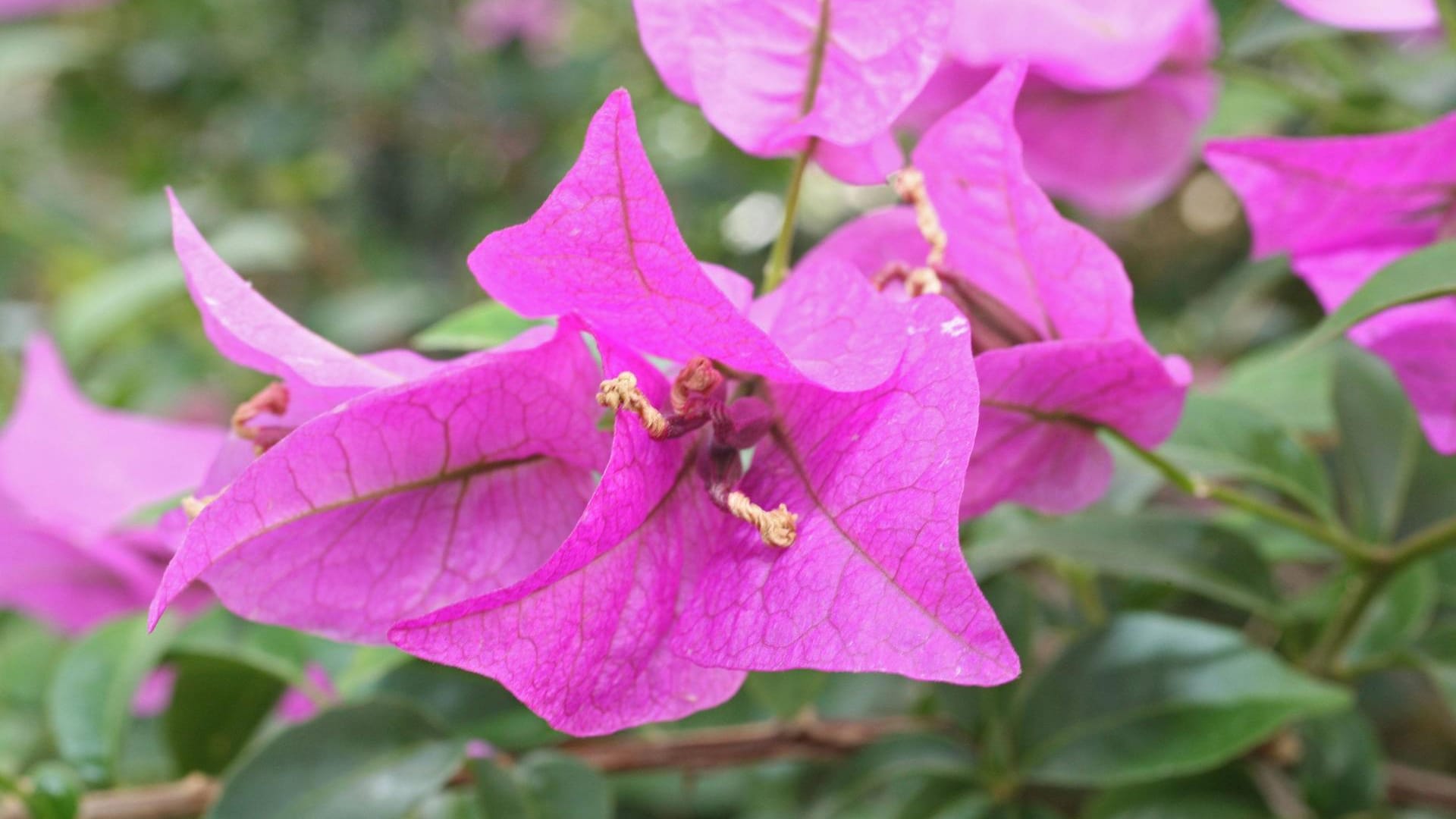 Bougainvillea: hier ein violettes Exemplar im Botanischen Garten in Berlin-Steglitz.