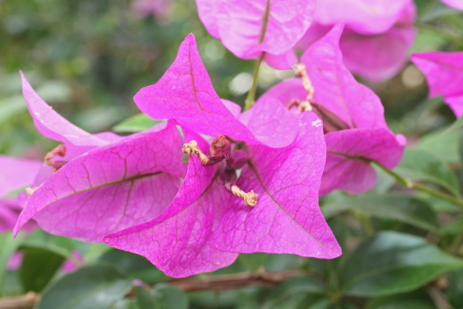 Bougainvillea: hier ein violettes Exemplar im Botanischen Garten in Berlin-Steglitz.