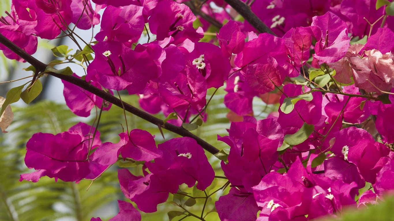 Bougainvillea (Drillingsblume): Bei guter Pflege blüht sie den ganzen Sommer lang, auch in Pink.
