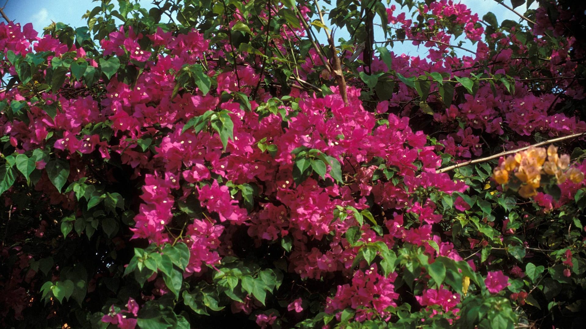 Kahle Drillingsblume (Bougainvillea glabra): Das Sortiment in Baumärkten und Pflanzen-Centern besteht zumeist aus Kreuzungen der Kahlen Drillingsblume.