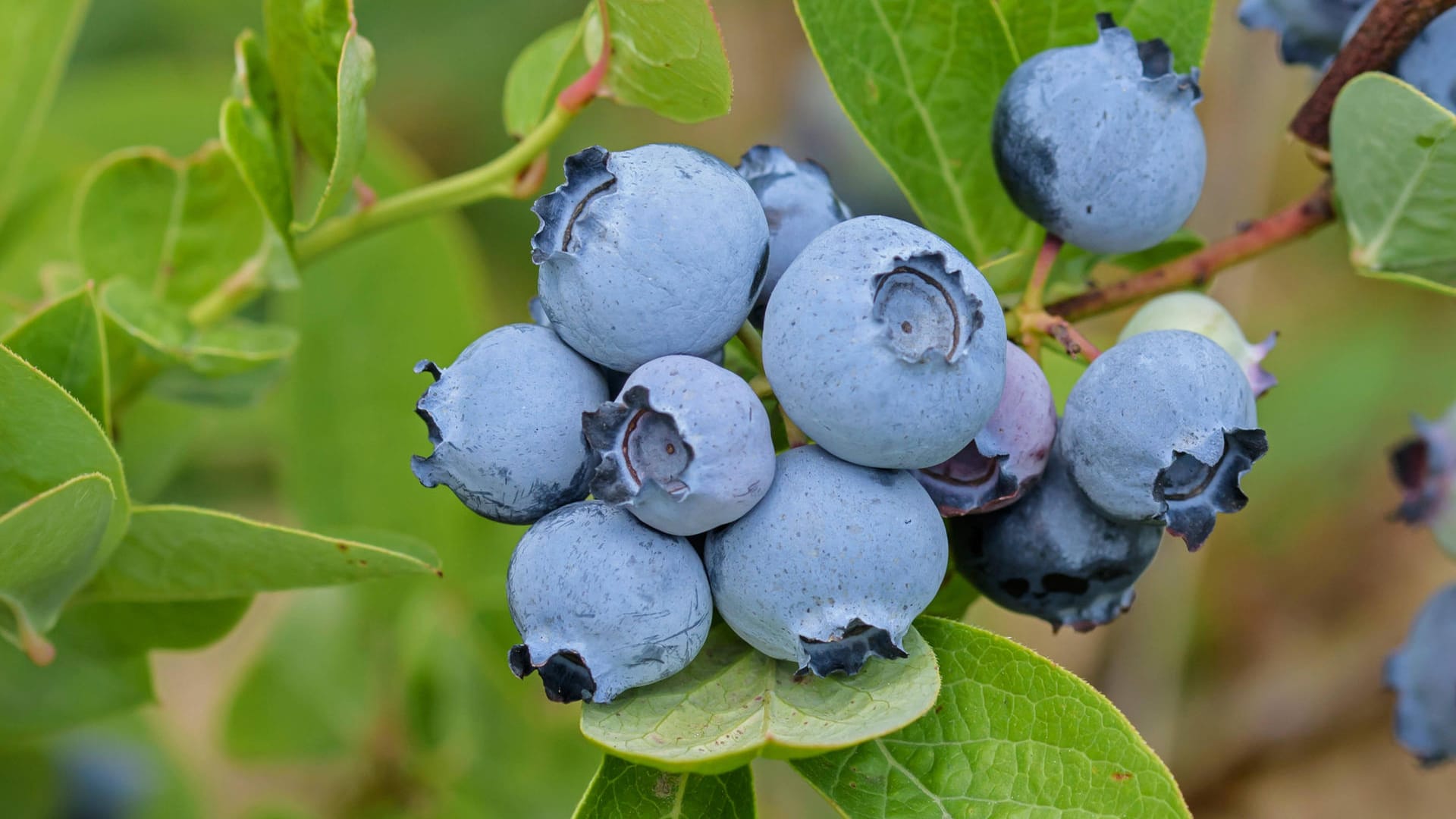 Kulturheidelbeere (Vaccinium corymbosum): Sie trägt wesentlich größere Früchte als die heimische Heidelbeere.