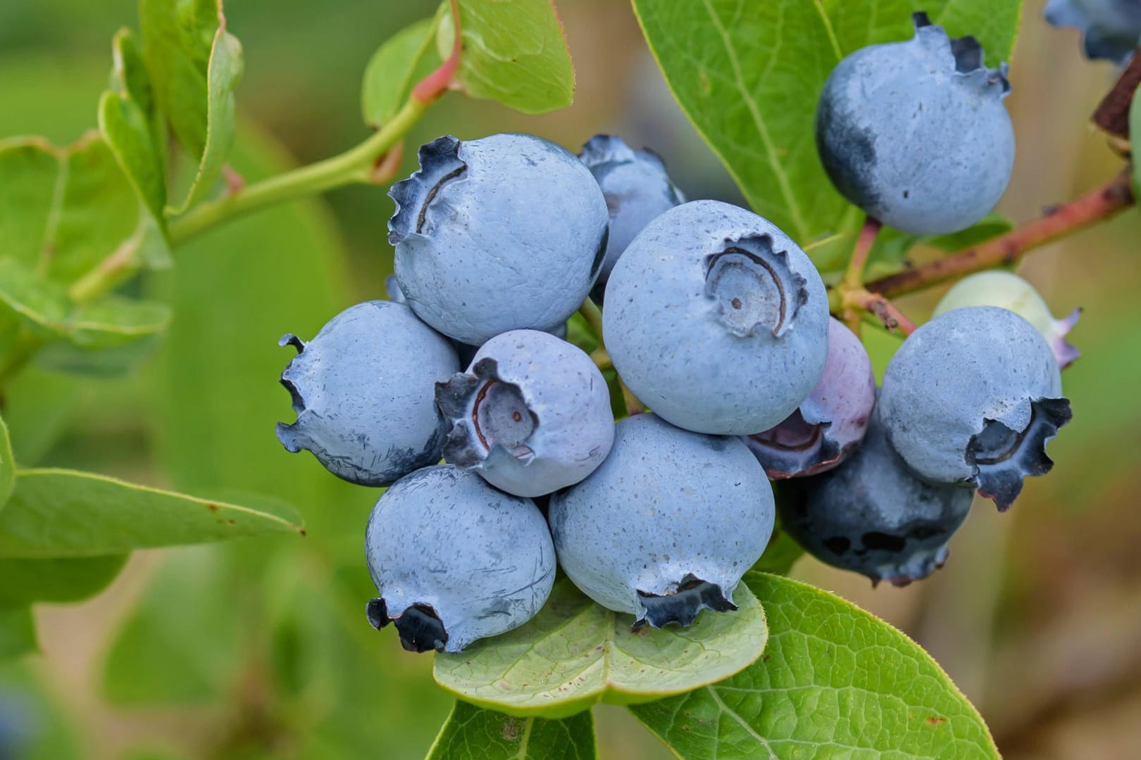 Kulturheidelbeere (Vaccinium corymbosum): Sie trägt wesentlich größere Früchte als die heimische Heidelbeere.