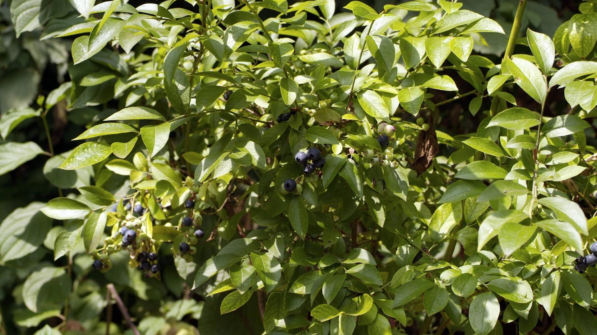 Kulturheidelbeere (Vaccinium corymbosum): Sie mag im Gegensatz zu den Wildarten die volle Sonne.