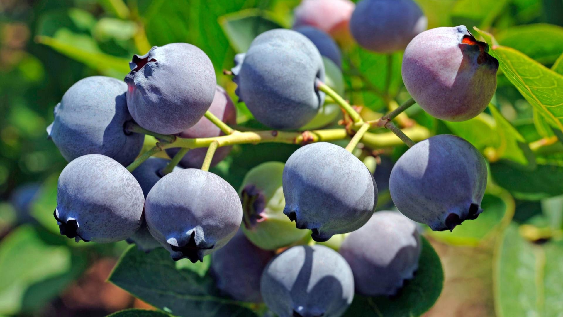 Kulturheidelbeere (Vaccinium corymbosum): Sie ist größer und süßer als ihre wild wachsende Verwandte.