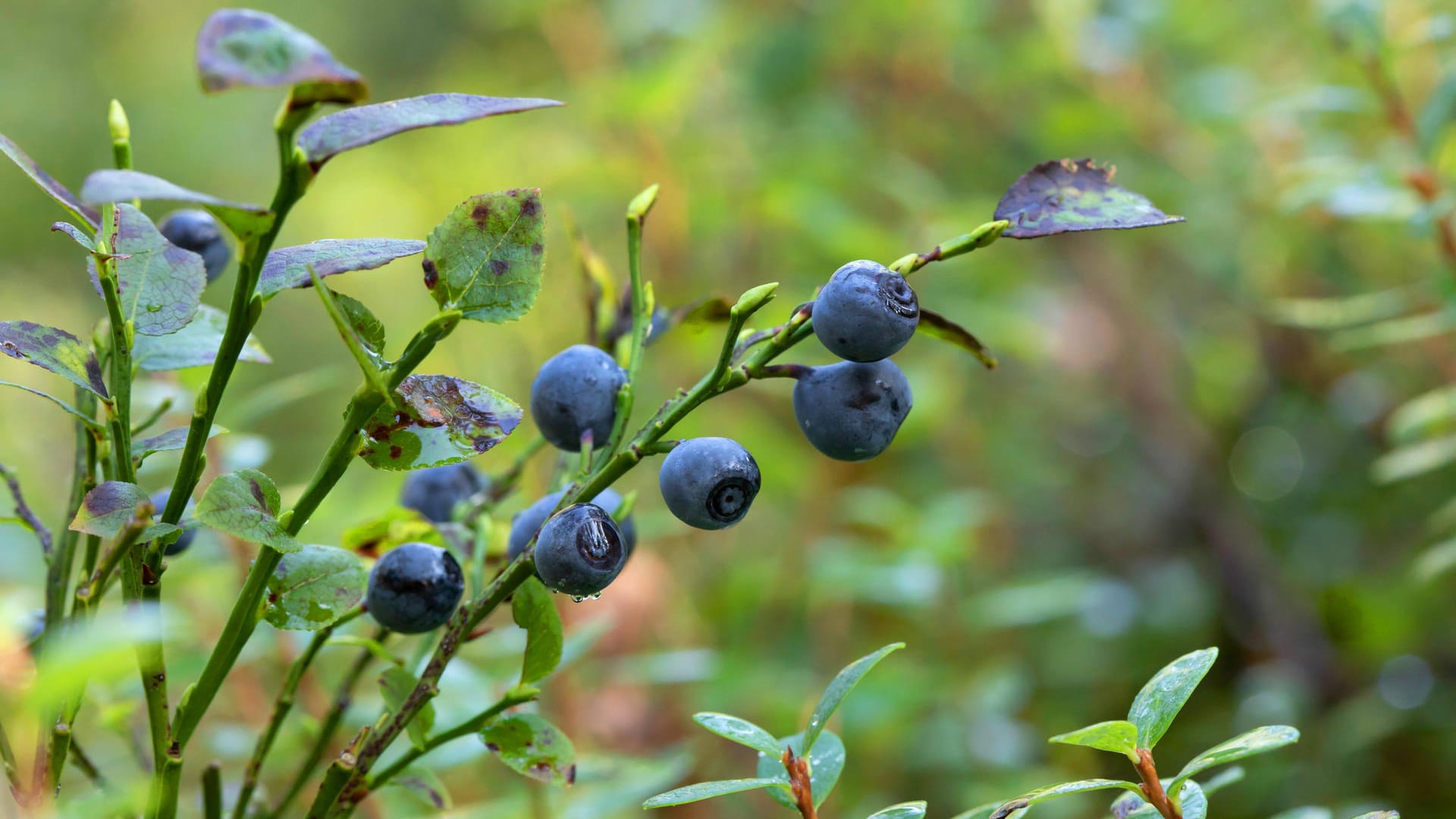 Waldheidelbeere (Vaccinium myrtillus): Sie wächst als niedriger Strauch und trägt eher wenig Früchte.