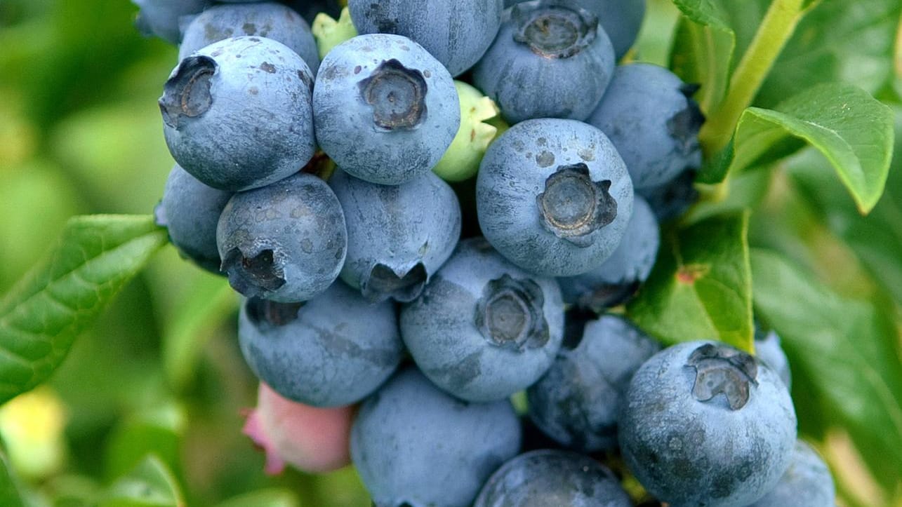 Kulturheidelbeere (Vaccinium corymbosum): Die Sorte 'Reka' ist früh reifend, trägt dunkelblaue Beeren und schmeckt süß-säuerlich.